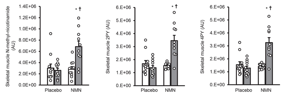 NMN treatment increased NAD+ turnover in muscle
