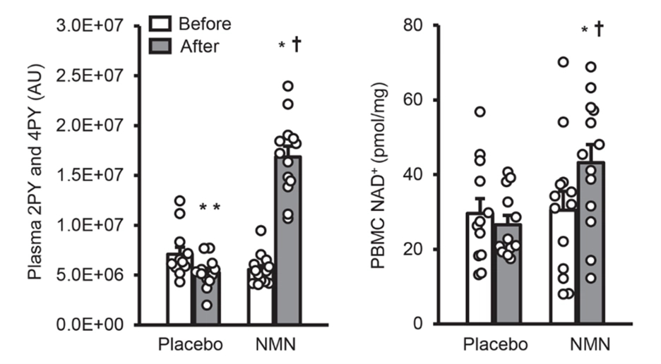 NMN treatment increases NMN metabolites and NAD+ in blood