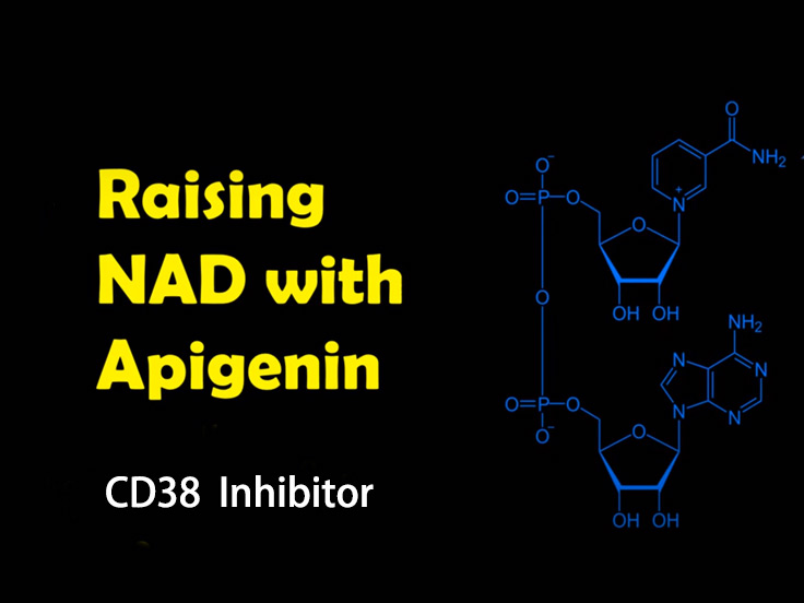 Apigenin boosts NAD as CD38 inhibitor
