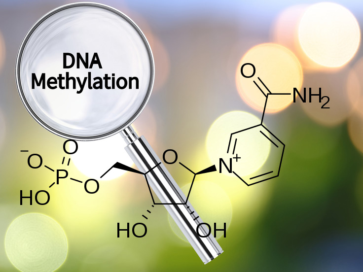DNA Methylation and NMN