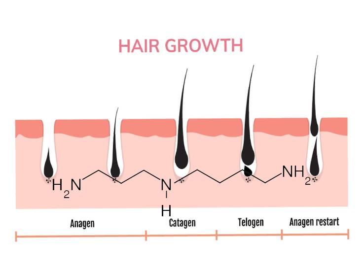 spermidine hair growth