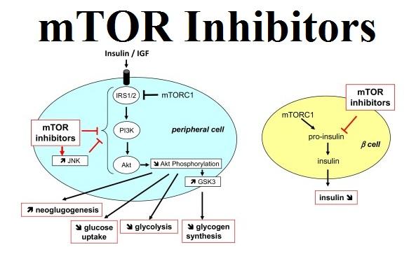 mTOR Inhibitors