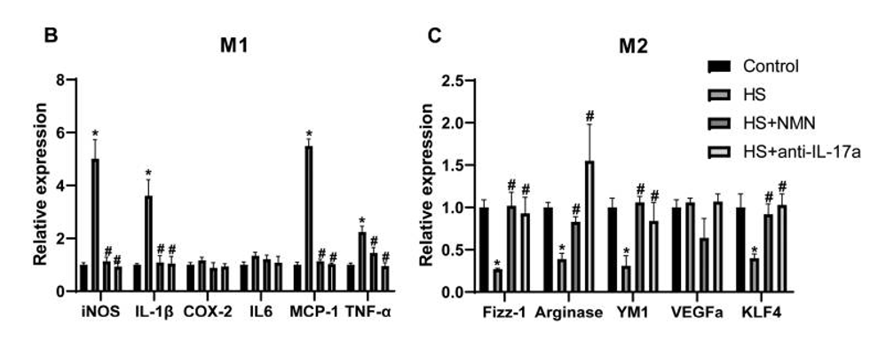 NMN effects on M1 and M2 states of the macrophages
