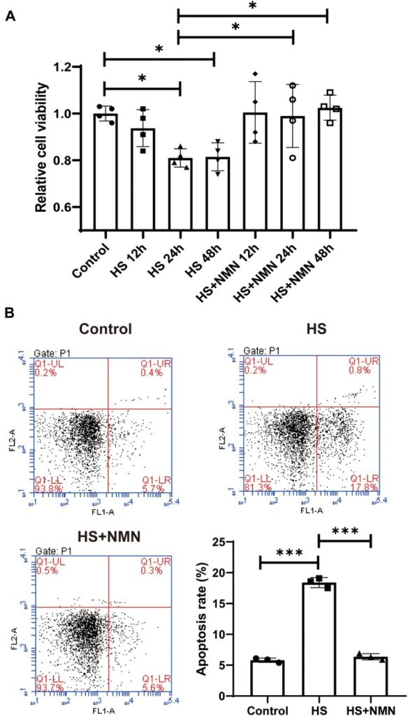 NMN protects cell viability and eases cell apoptosis