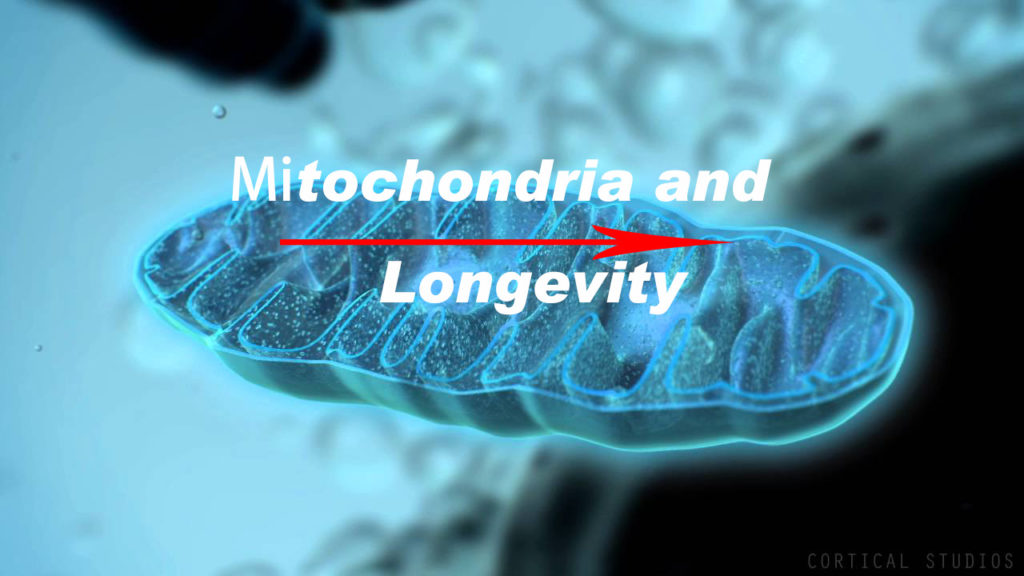 Mitochondria and longevity