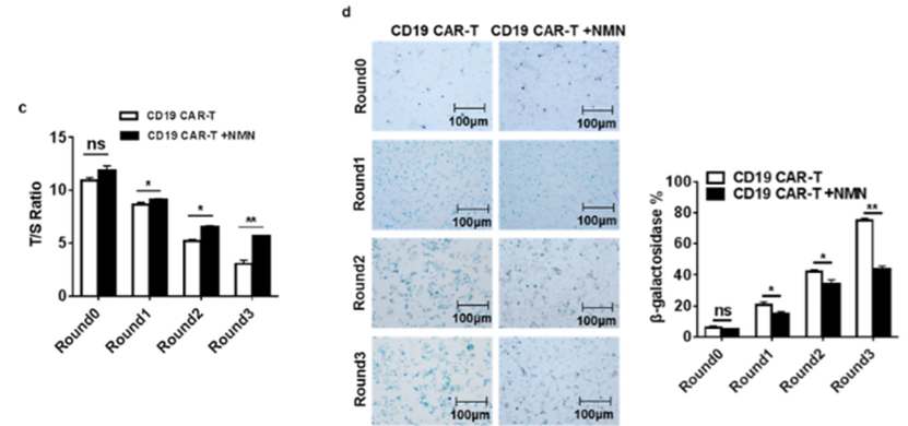 the numbers of senescent CAR-T cells were reduced compared to non-NMN treated cells